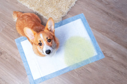 Premium Reusable Dog Pad - Pheromone Infused
