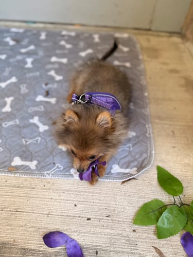 Premium Reusable Dog Pad - Pheromone Infused