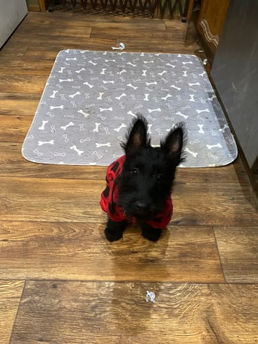 Premium Reusable Dog Pad - Pheromone Infused