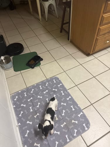 Premium Reusable Dog Pad - Pheromone Infused