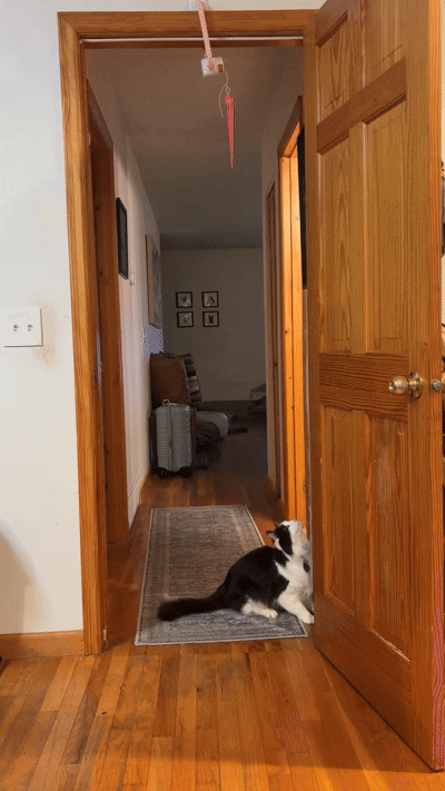 Interactive Calming Cat Toy